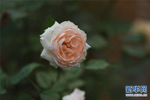 走进月季博览园， 感受花海浪漫