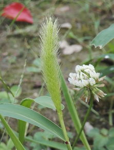 禾本科，草的大家庭