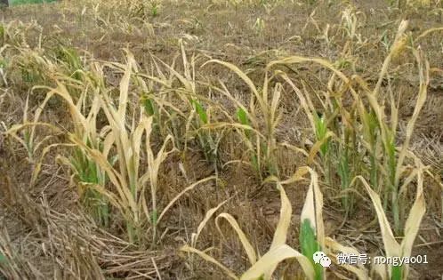 草甘膦：连根拔起，一网打尽