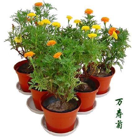花卉种植技术要领