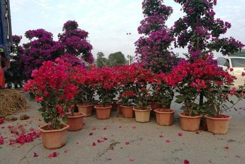 长寿花：花期长， 花量大