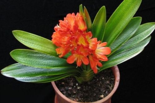 美人梅树怎么养殖