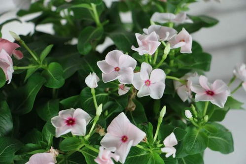 长春花：汁液有毒， 需谨慎接触