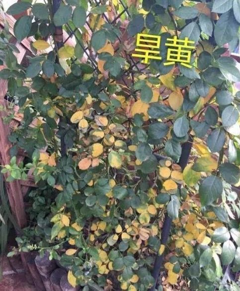 浇水不当