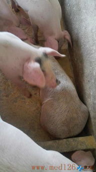 猪皮肤异常是什么原因引起的？