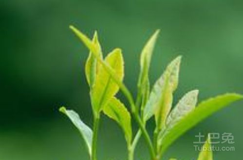 秋日的草木与诗人的感怀