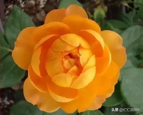 环美空月季：那抹梦幻的粉色