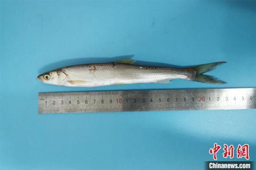 淡水鱼类繁多，涵盖鲢、鳙、草、鲂等数十种