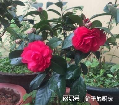 茶花叶子没黄就落了，是得了什么怪病