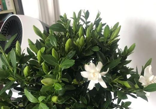 什么品种的栀子花好养