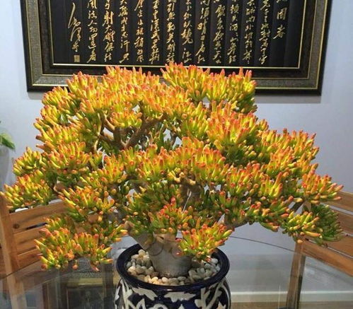 吸财树扦插繁殖生根需要什么技巧，适合吸财树生长的花盆尺寸和材质是什么