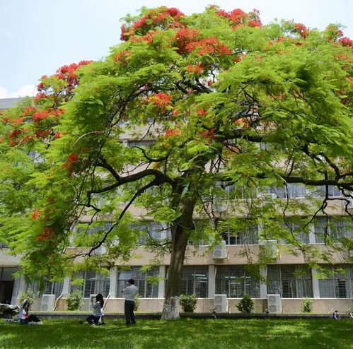 5. 荔枝树——甜蜜果实的象征