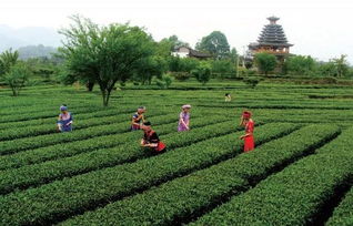 一山一茶牌枫香坡茶叶价格一览：每公斤多少钱？