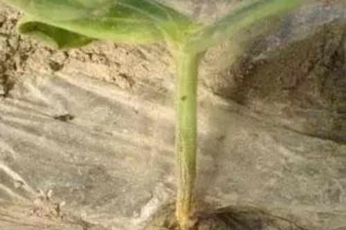 病斑圆形暗褐色