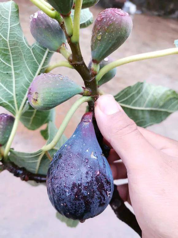 无花果扦插的步骤