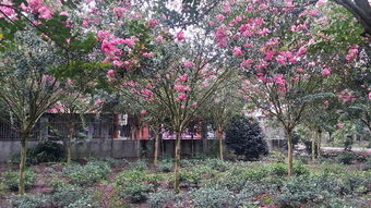 紫薇树的价格探秘