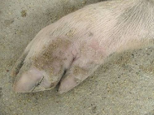 母猪子宫内膜炎高发，公猪阴茎与授精管揭示真相