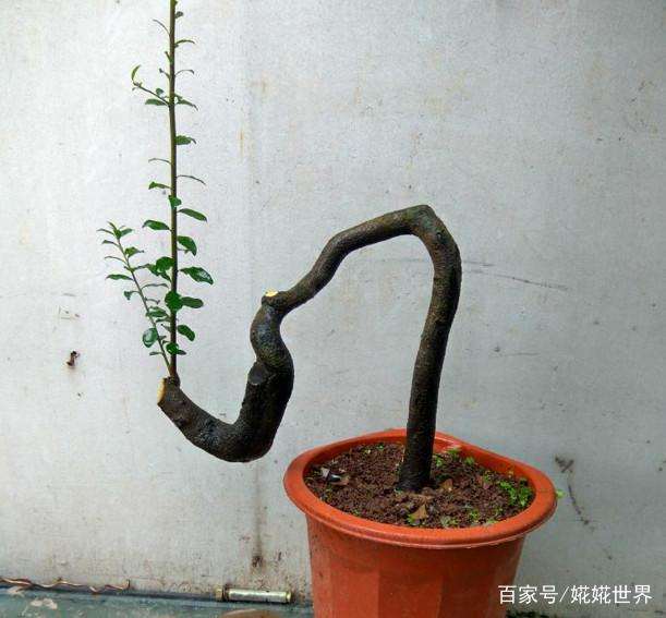 金弹子下山桩，如何成功栽培