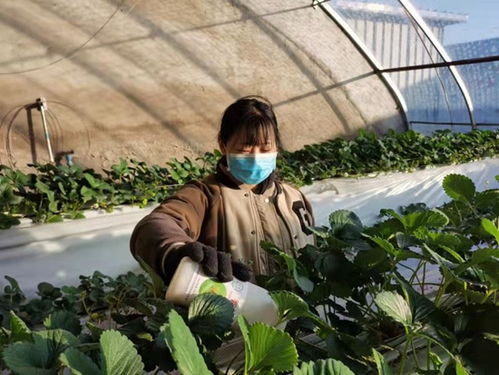 蔬菜白粉病的药方