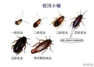 消灭蟑螂，还有其他办法吗？