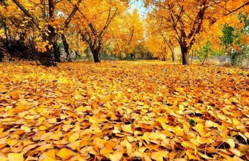 绿化带里的怪树