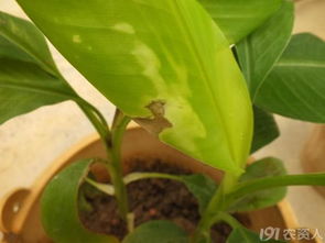 吡唑醚菌酯防治玉米锈病效果如何？