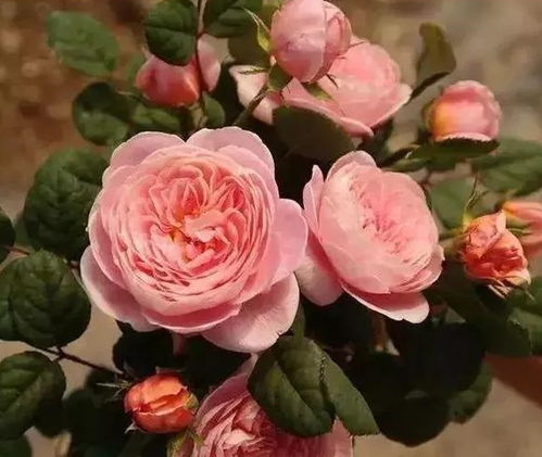 月季只长叶，没有花苞，是咋回事？