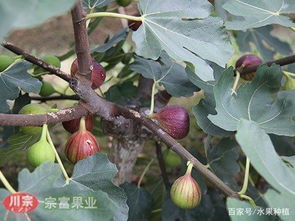 无花果嫁接在什么季节和气候条件下成活率最高
