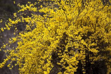 连翘树苗价格之谜，春季种植大揭秘！
