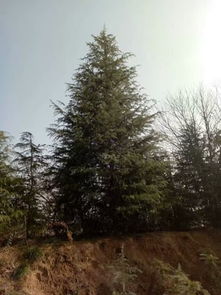 1. 1米雪松价格因产地、质量、季节等因素而异。般，价格较稳定，但具体价格需咨询当地园林或花卉市场。通常在市场，高度1米雪松价格可嫩在几百元至数千元不等。