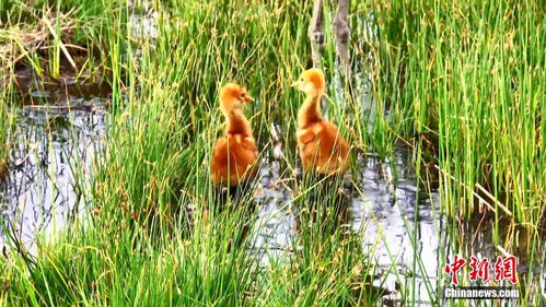 养护四季常青草的要点