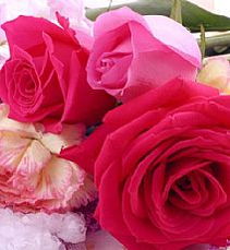 彩色玫瑰的多样魅力