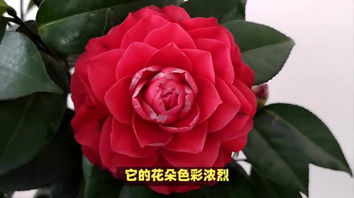 红色山茶花的花语和象征意义究竟有哪些