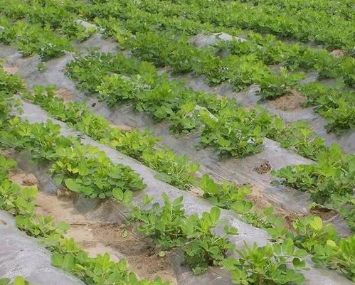 多种病害， 丙环唑嘧菌酯douNeng搞定