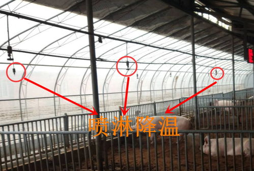 创新北方猪舍设计，打造高效农业养殖模式