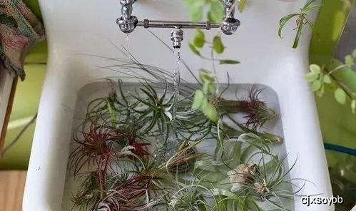 空气凤梨冬天怎么养？如何避免叶片发黄