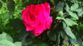 月季花开，邢台城变花海