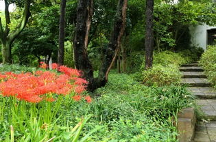 公园里的花真多啊， 你们堪