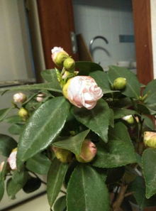 黑骨茶：神秘爆款茶花，独特植物珍品