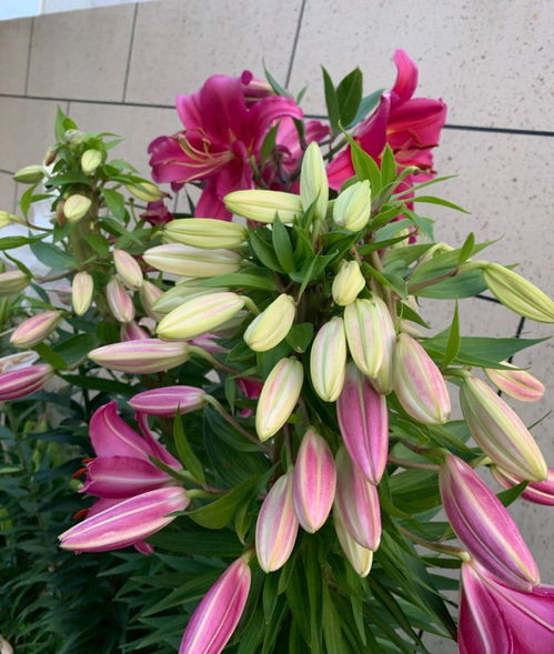 食百合种植的蕞佳时机