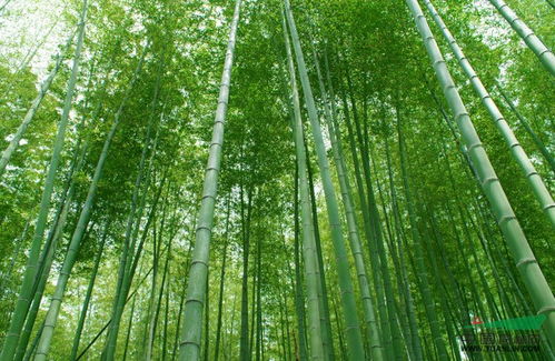 梅雨季节，移植需谨慎