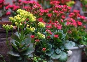 八、长寿花，室内盆栽，出口大国！