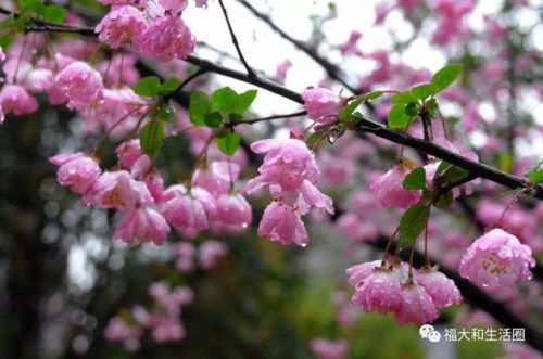 春天的脚步：三四月份的花草盛宴