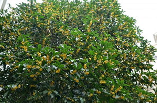 桂花树：香飘万里 名扬四海