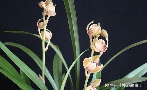 建兰中哪个品种香味最浓郁，最值得入手种植呢