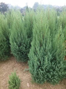 2022年桧柏树苗价格行情