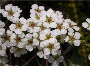 笑靥花扦插技巧大揭秘