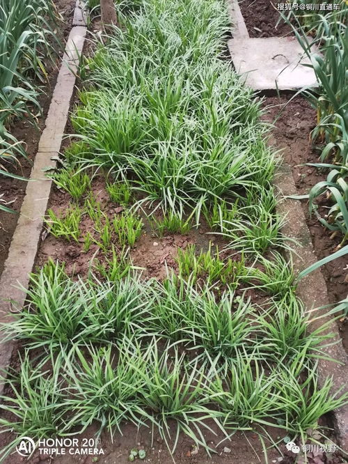 无公害农药也来帮忙