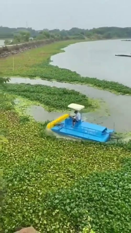 水葫芦：快速净化水质的小嫩手