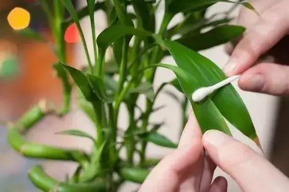 芦荟的种植密招：懒人养花指南